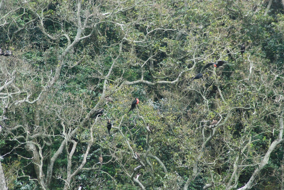 Magnificent Frigatebird - ML610304038