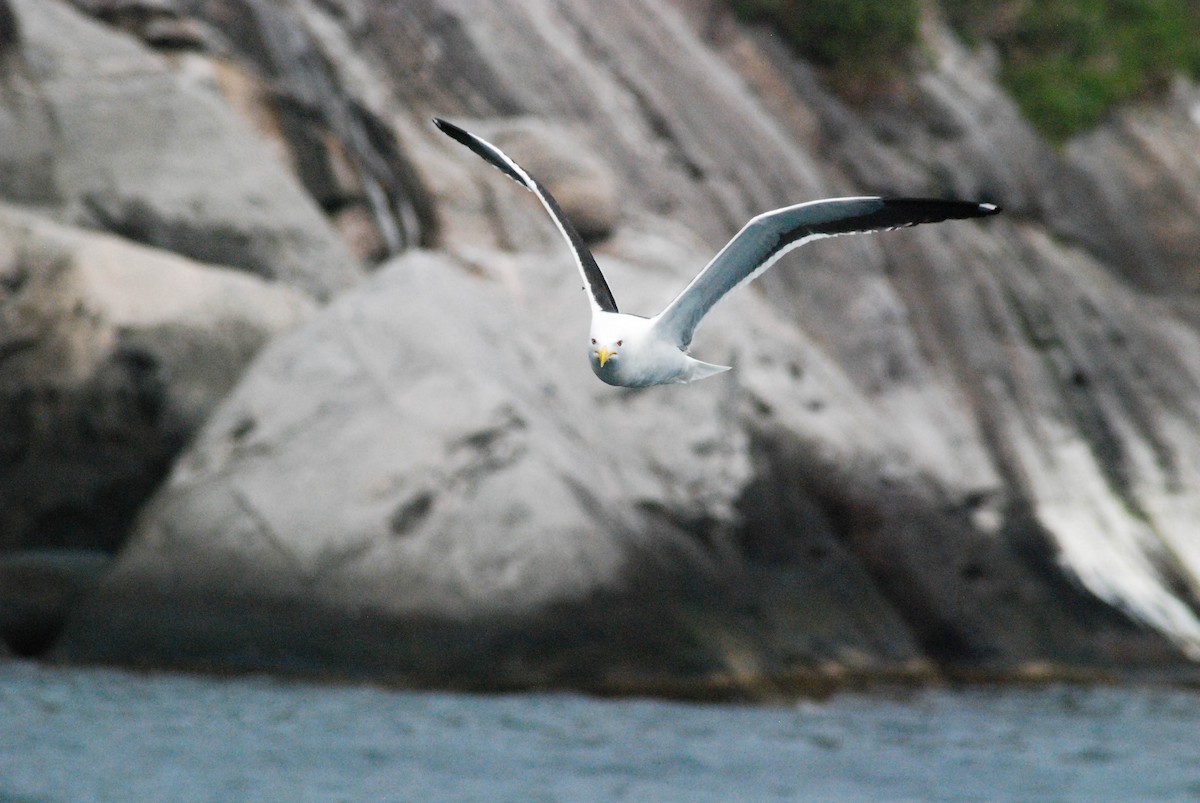 Kelp Gull - ML610304058