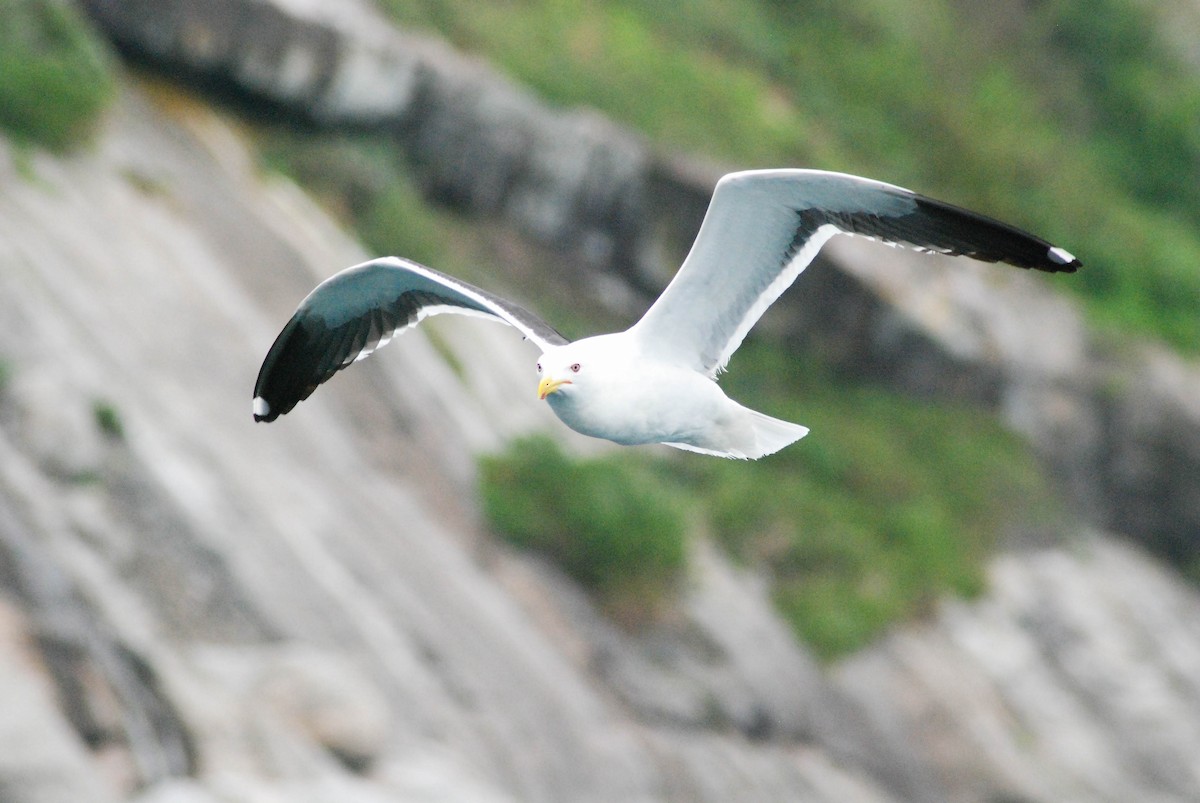 Kelp Gull - ML610304059