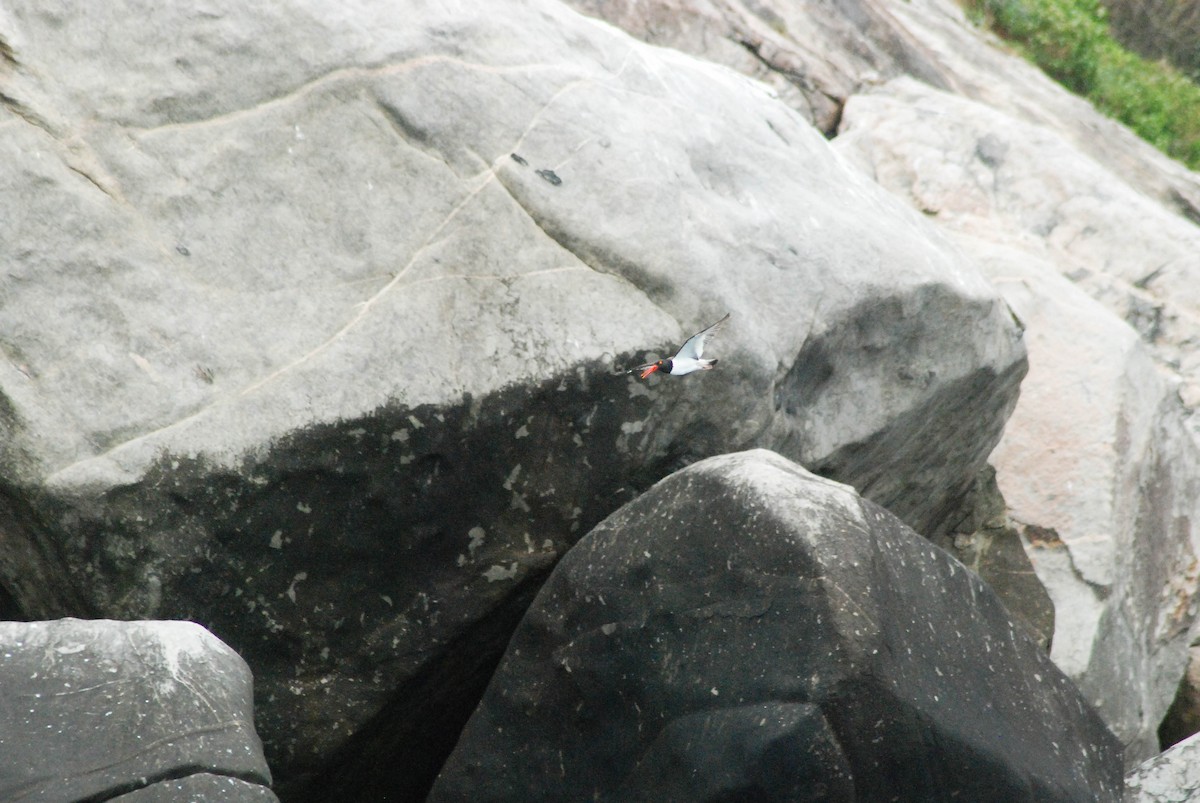 American Oystercatcher - ML610304081