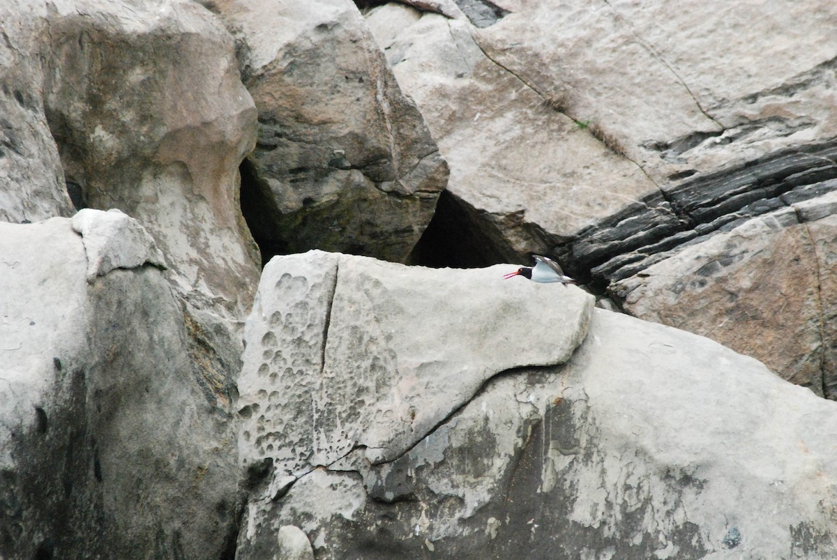 American Oystercatcher - ML610304083