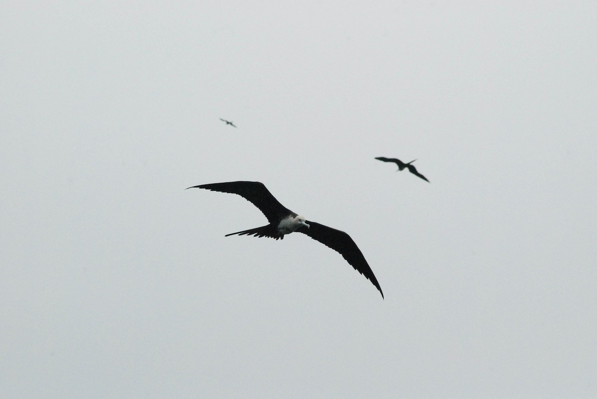 Magnificent Frigatebird - ML610304086