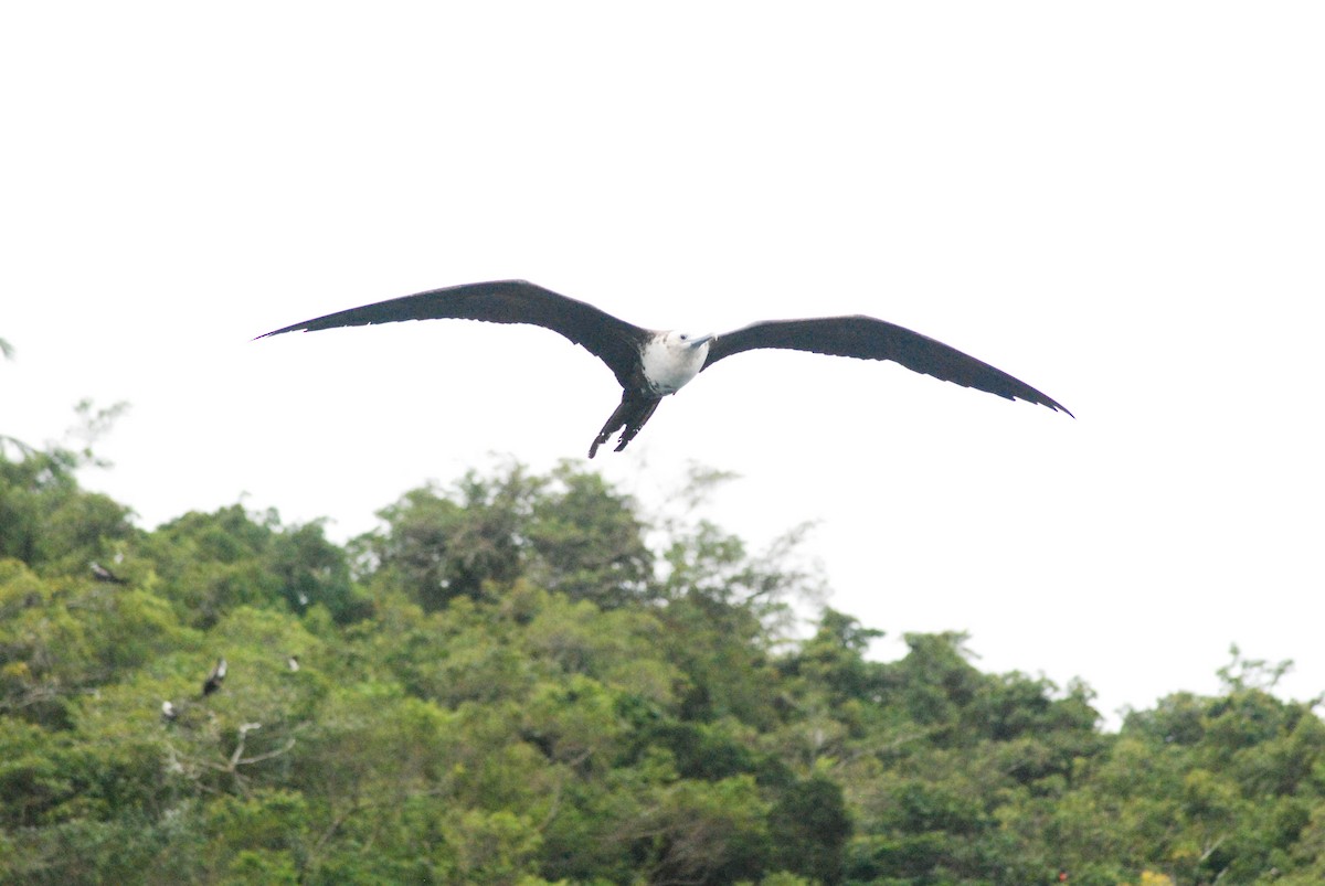 Magnificent Frigatebird - ML610304087