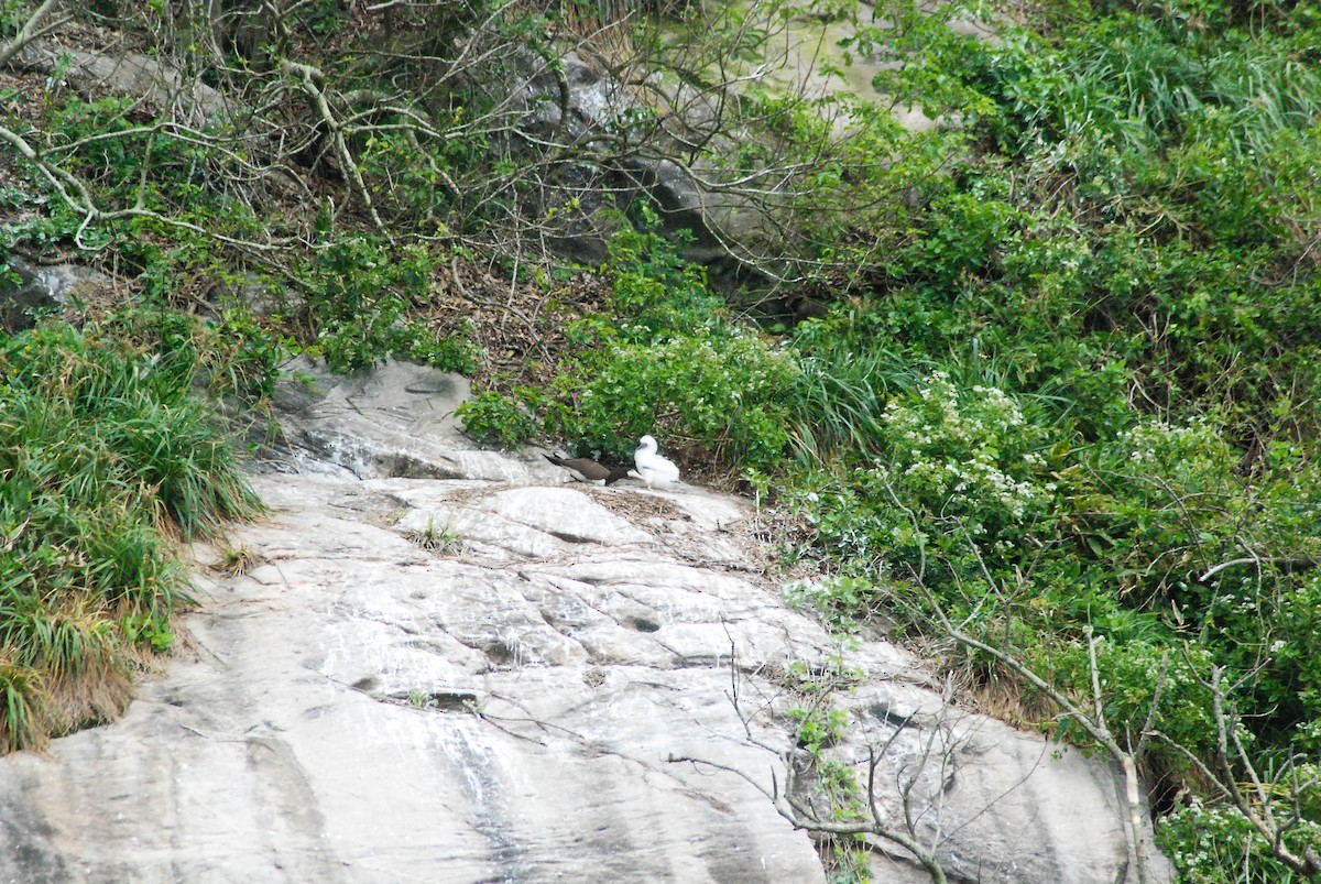 Brown Booby - ML610304093