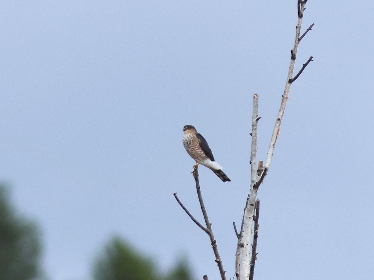 Sharp-shinned Hawk - ML610304268