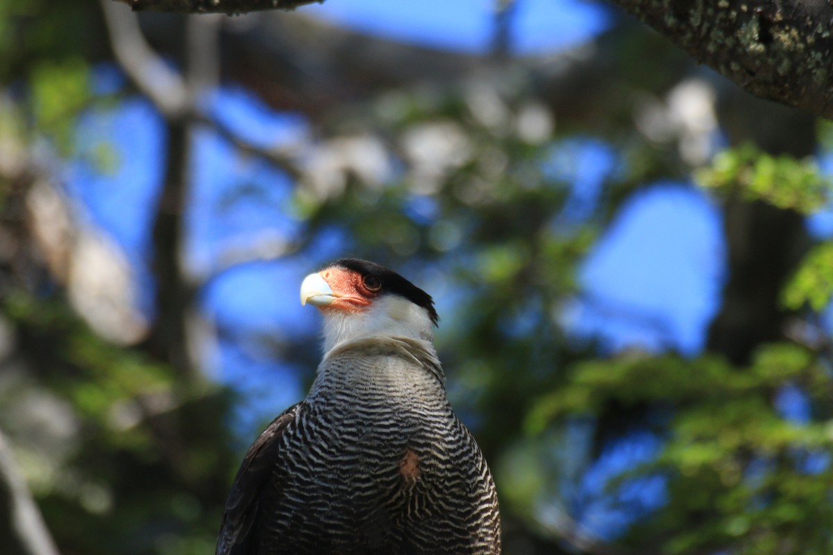 Crested Caracara - Carlos Vasquez Leiva