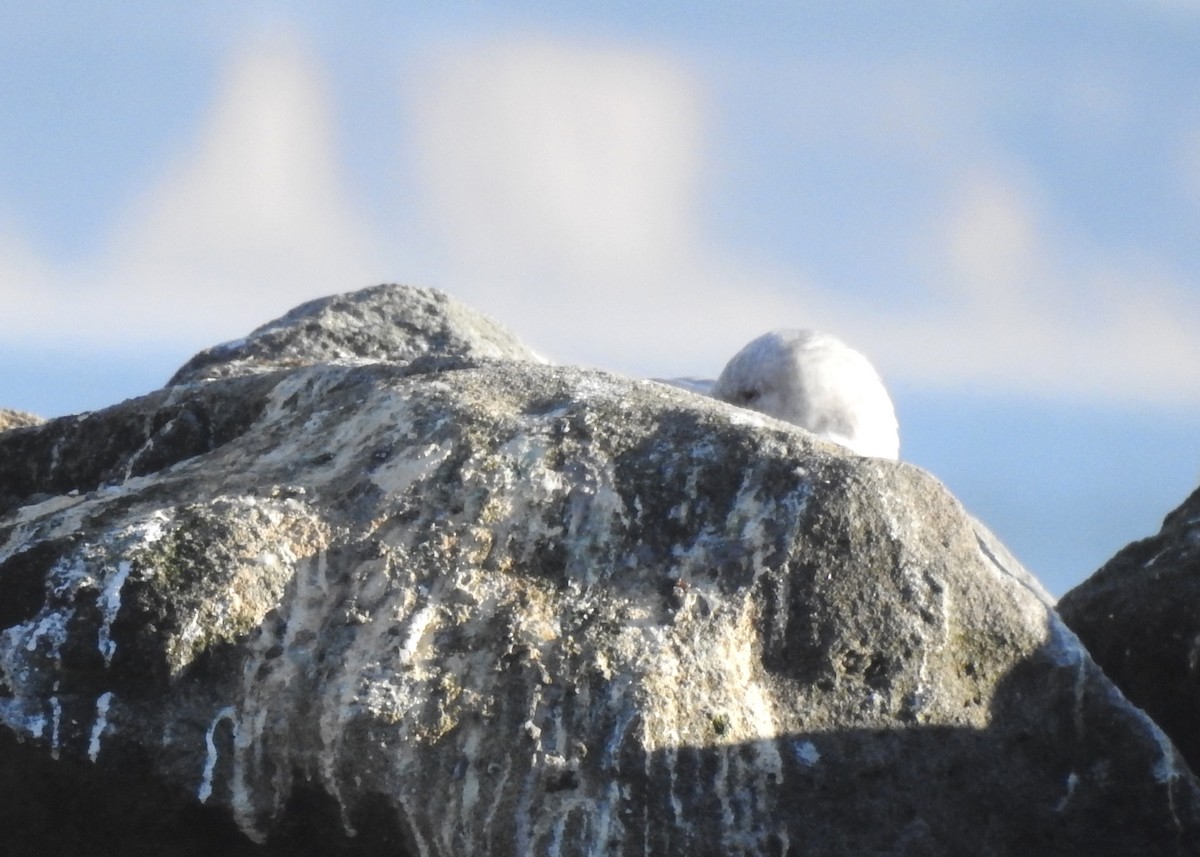 Glaucous-winged Gull - ML610304341