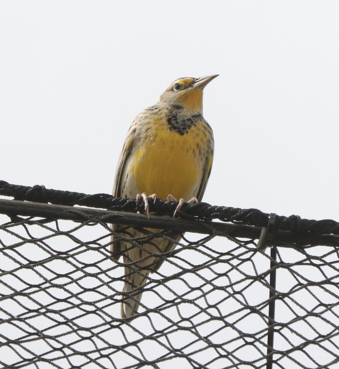 Western Meadowlark - ML610304344