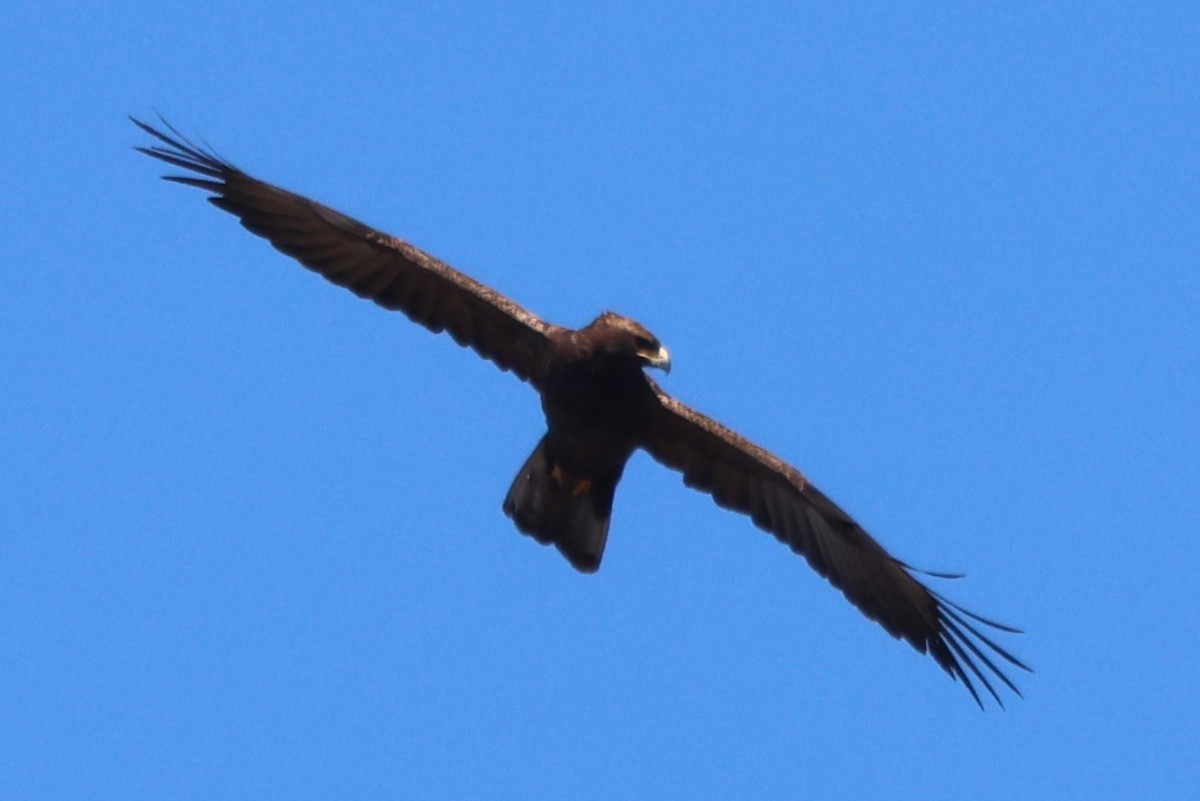 Wahlberg's Eagle - ML610304363