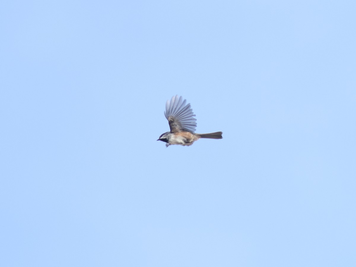 Boreal Chickadee - ML610304433