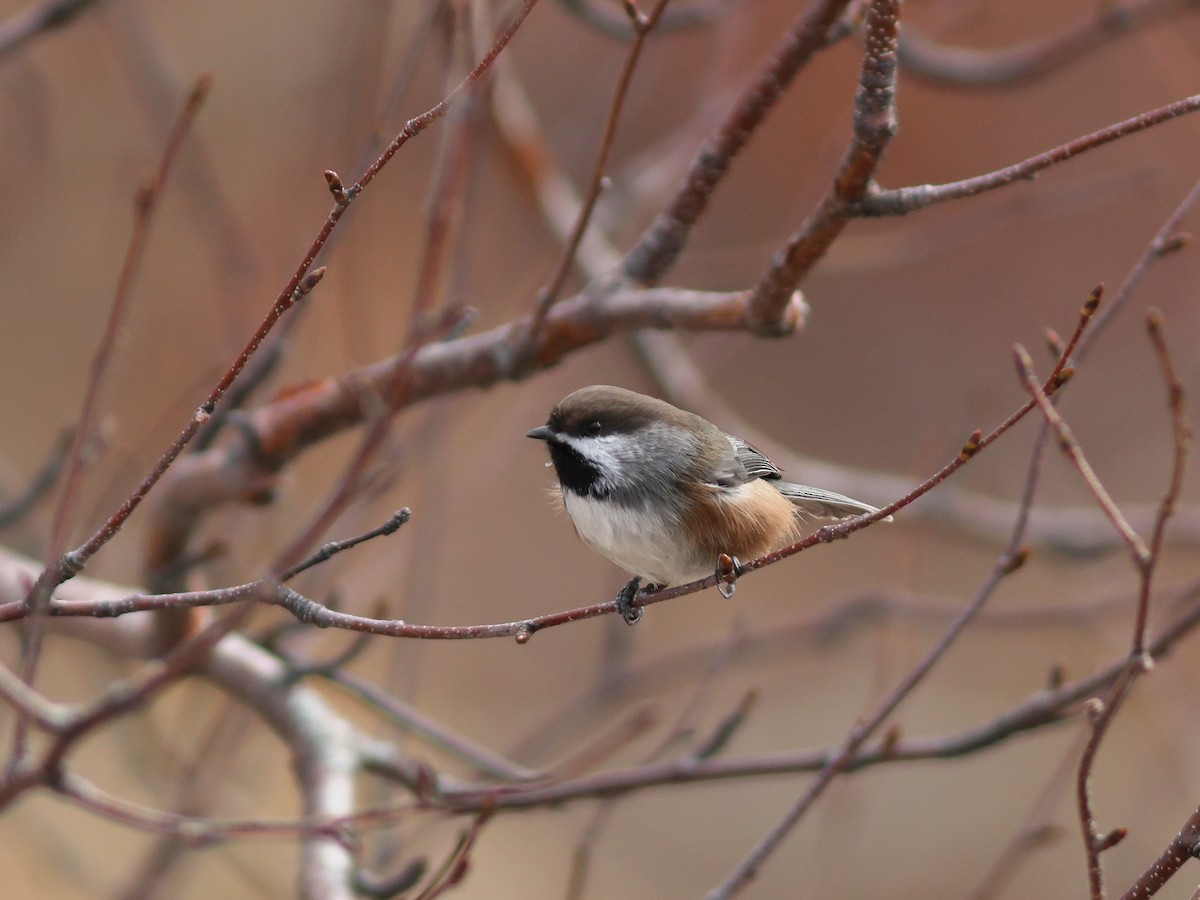 Boreal Chickadee - ML610304528