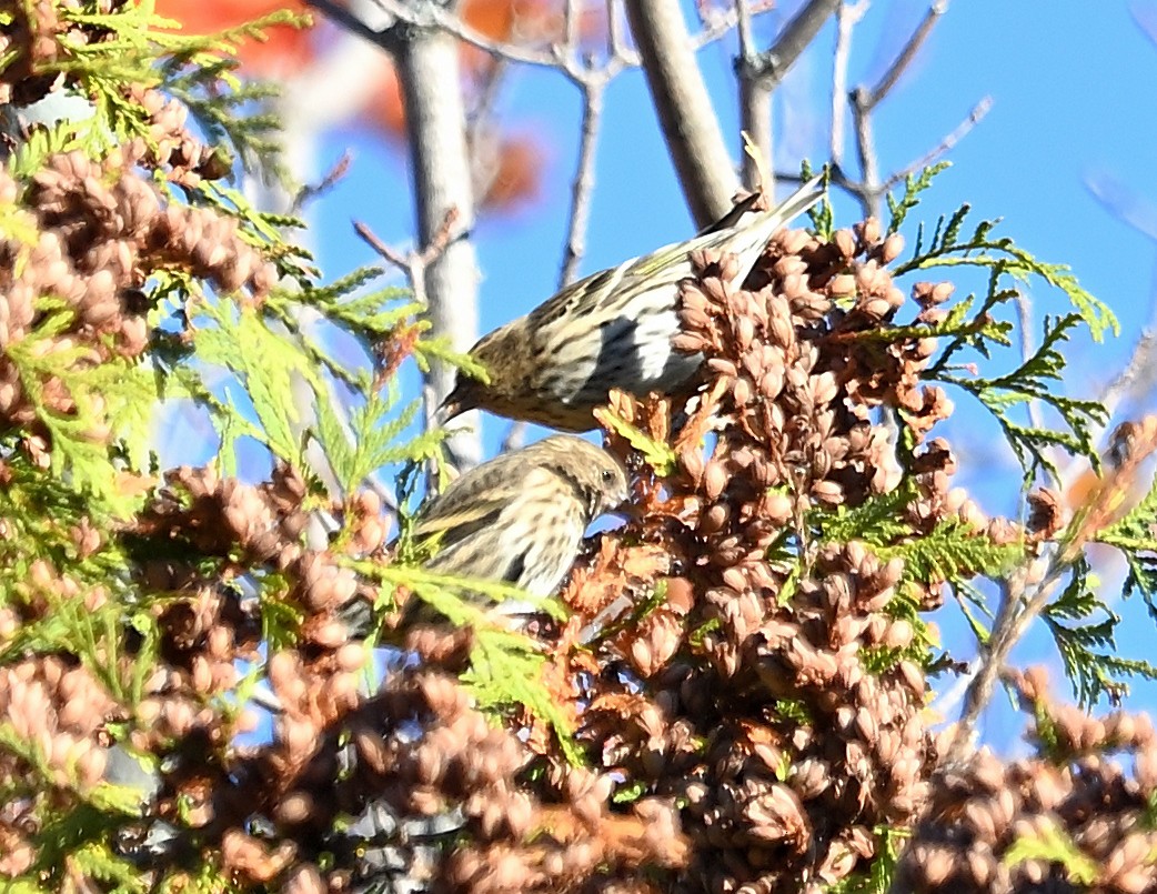 Pine Siskin - Margaret Hough