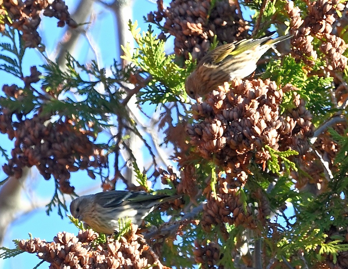 Pine Siskin - Margaret Hough