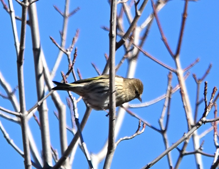 Pine Siskin - Margaret Hough