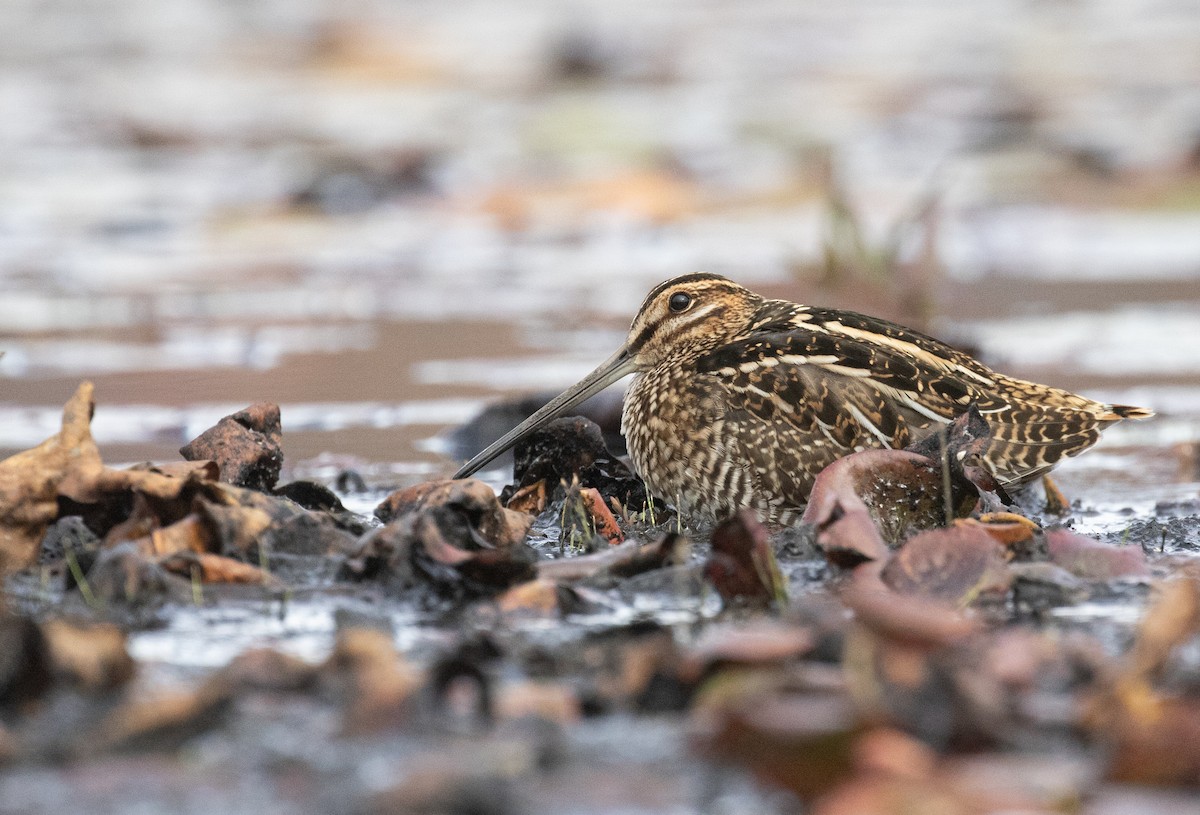 Wilson's Snipe - ML610304566