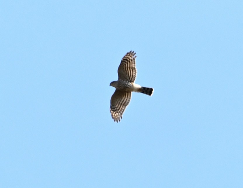 Sharp-shinned Hawk - ML610304571