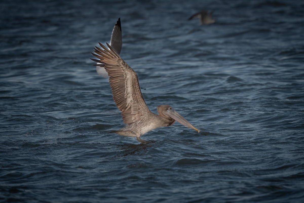 Brown Pelican - ML610304611