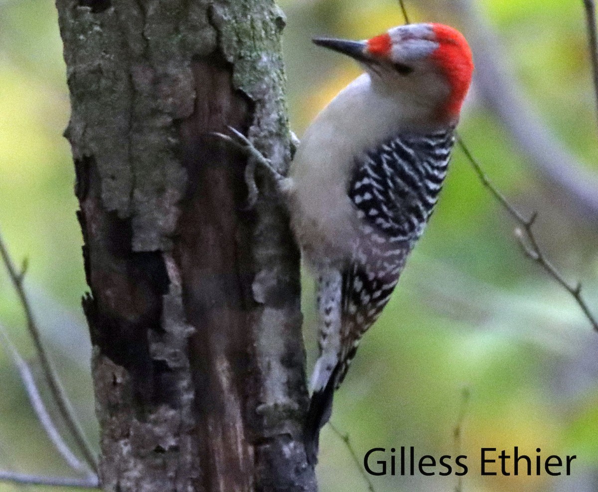 Red-bellied Woodpecker - Gilles Ethier