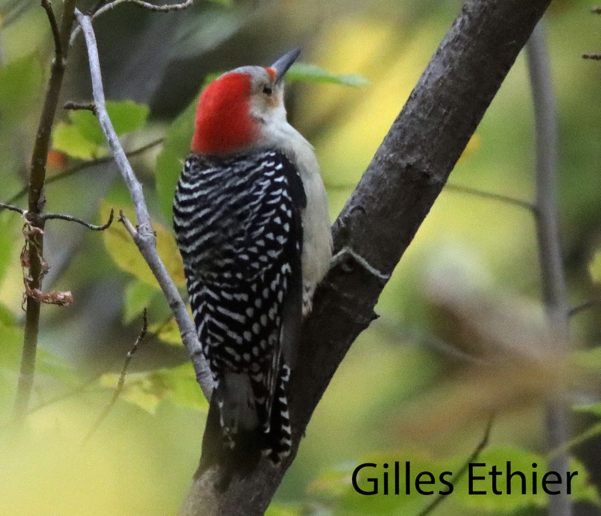 Red-bellied Woodpecker - Gilles Ethier