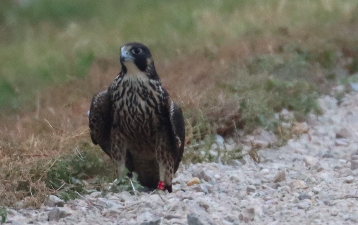 Peregrine Falcon - ML610304722