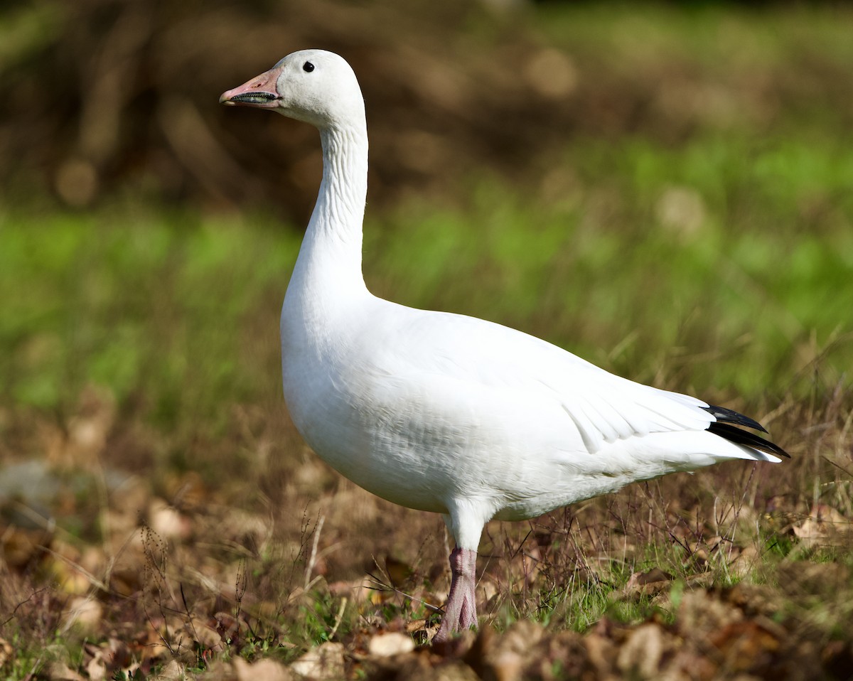 Snow Goose - ML610304777