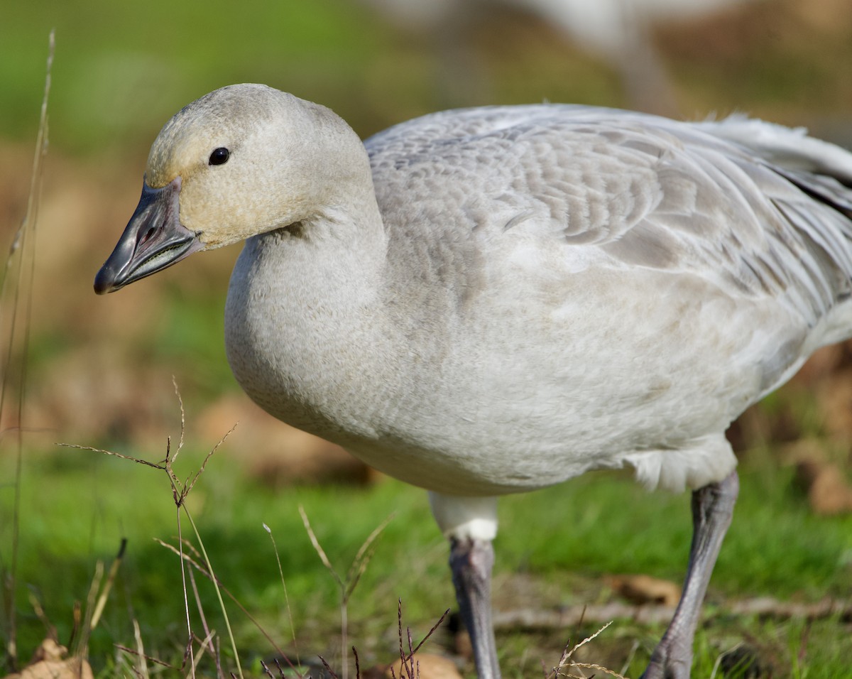 Snow Goose - ML610304781