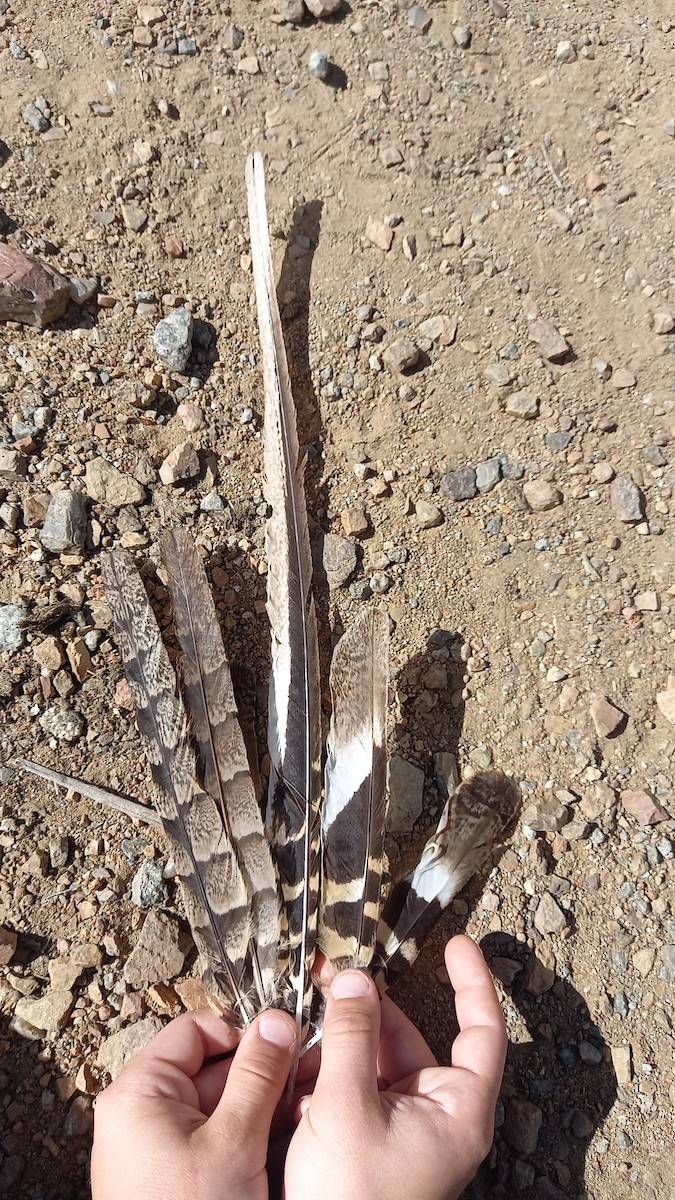 Scissor-tailed Nightjar - ML610304843