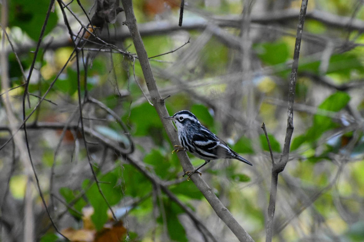 Black-and-white Warbler - ML610304874