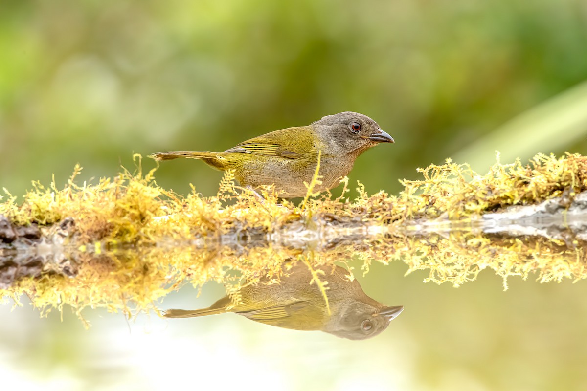 Dusky Chlorospingus - ML610304911