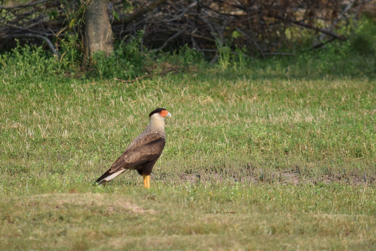 Crested Caracara - Luciano  Alesso