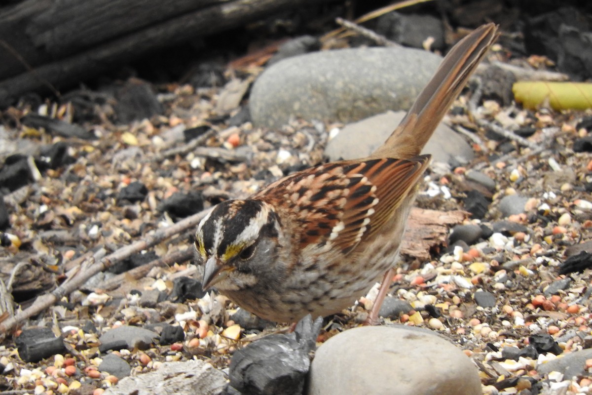 White-throated Sparrow - ML610305090
