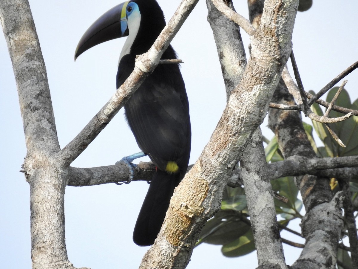 White-throated Toucan (Red-billed) - ML610305115