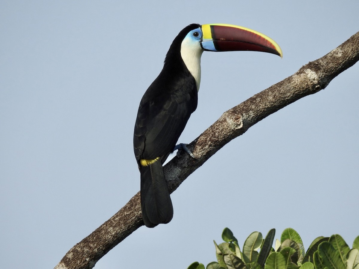 tukan rudozobý (ssp. tucanus) - ML610305117