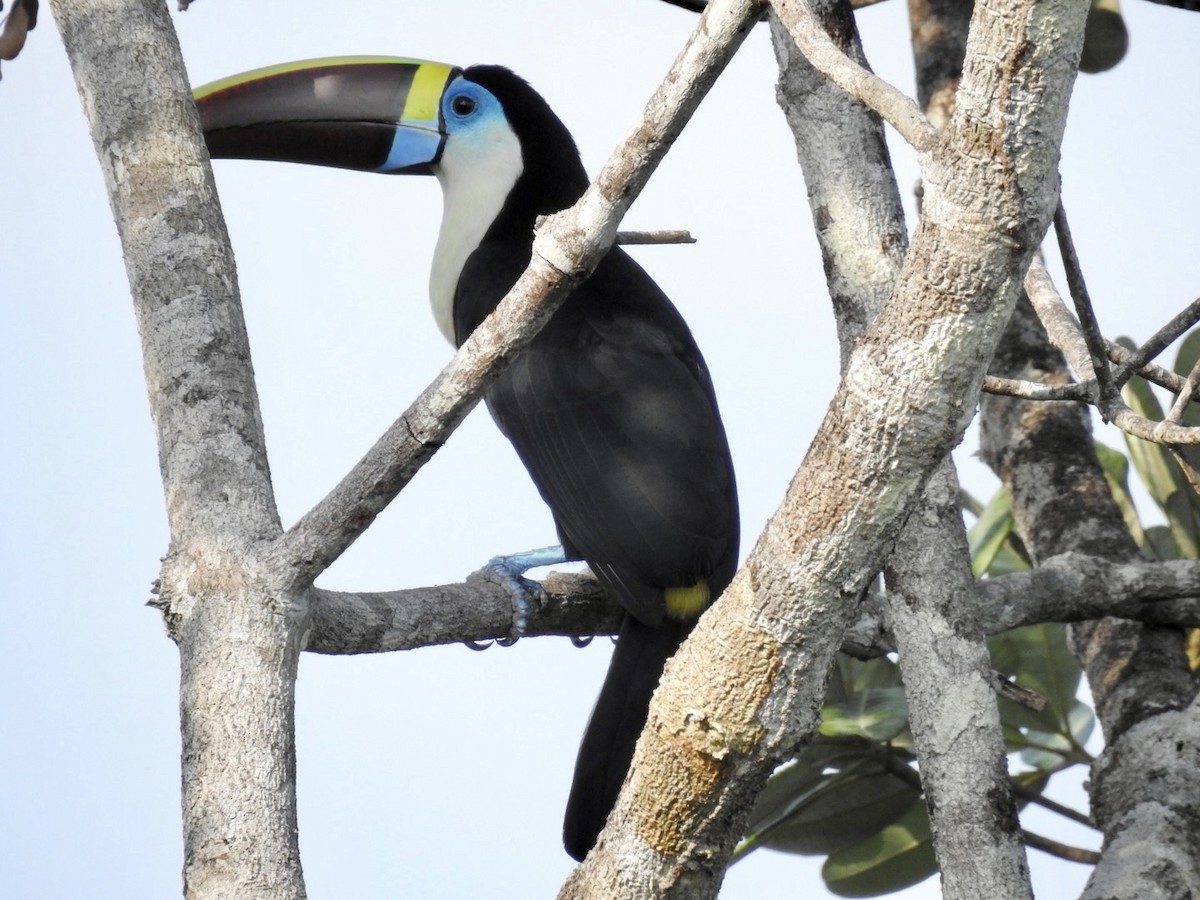 Tucán Pechiblanco (tucanus) - ML610305119