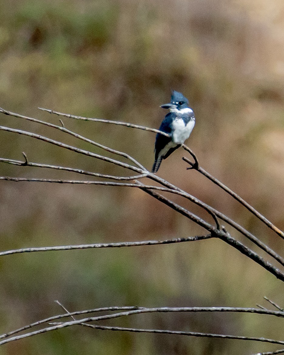 Belted Kingfisher - ML610305148