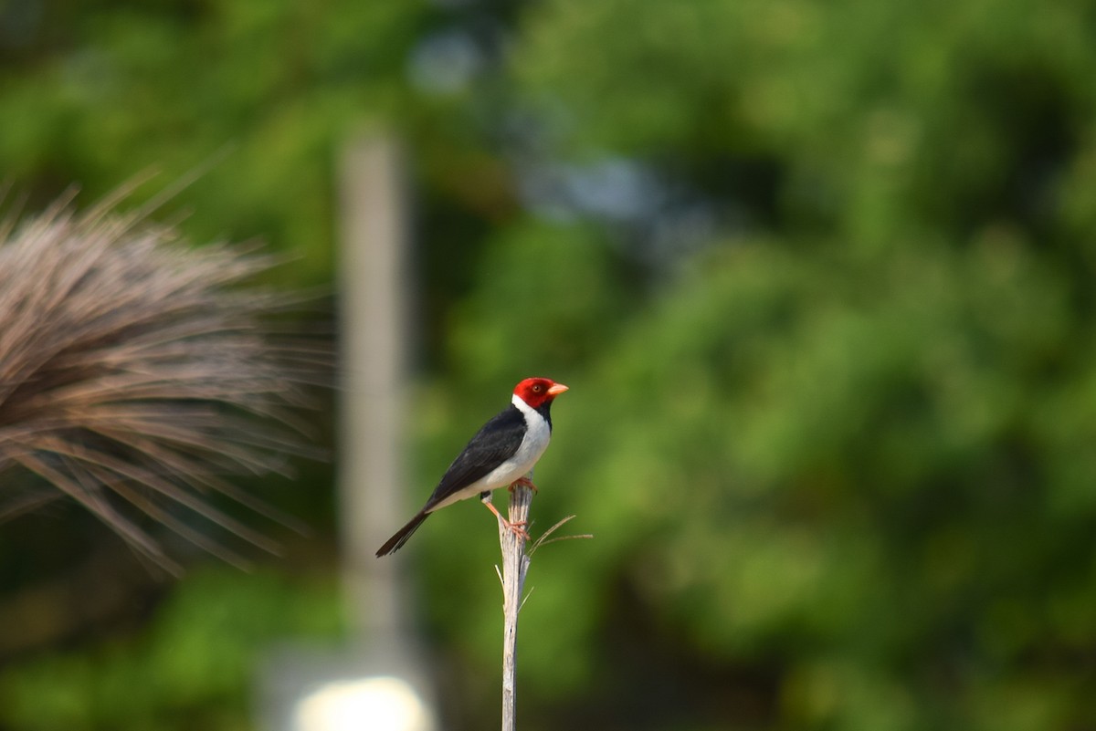 Yellow-billed Cardinal - Luciano  Alesso