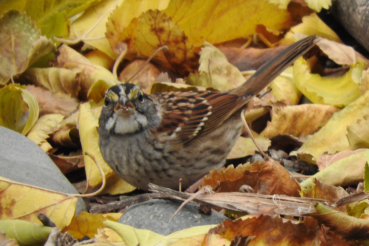White-throated Sparrow - ML610305186