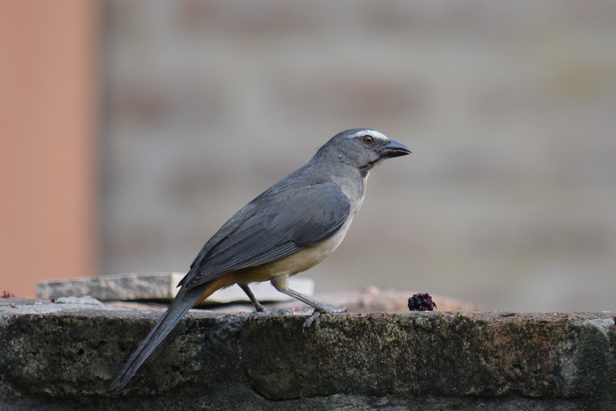 Bluish-gray Saltator - Luciano  Alesso