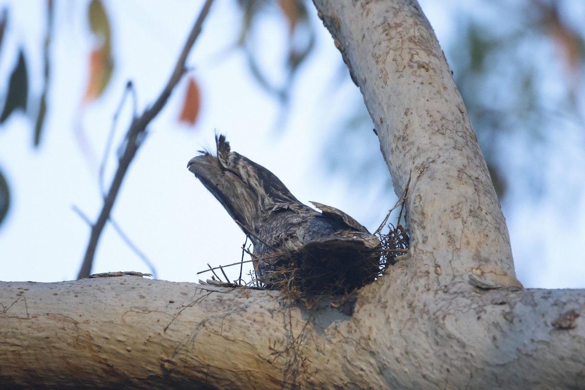 Tawny Frogmouth - ML610305291