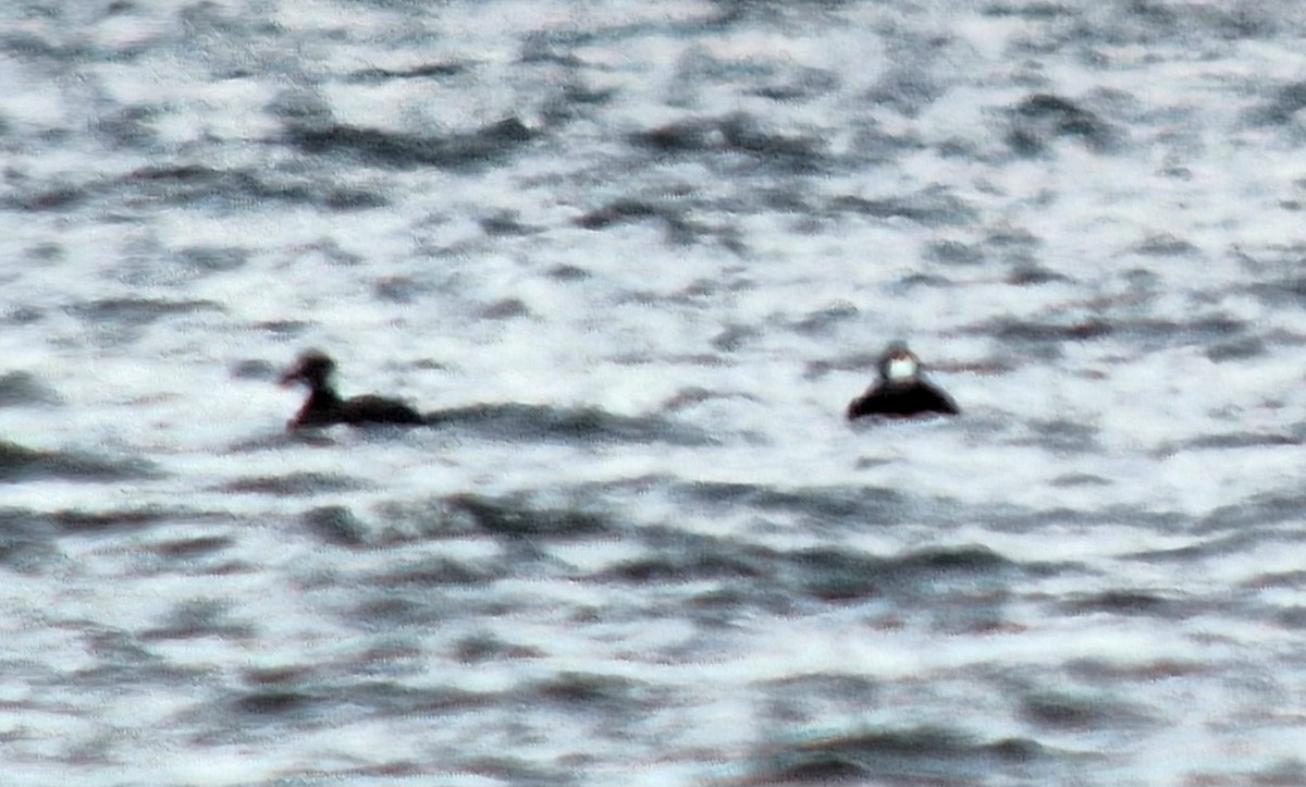 Surf Scoter - ML610305297