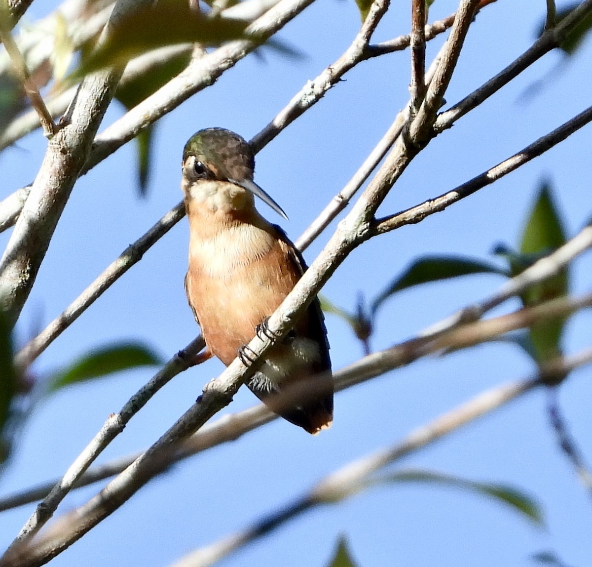 knøttkolibri - ML610305347