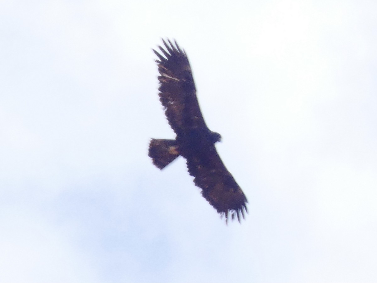 Golden Eagle - ML610305398