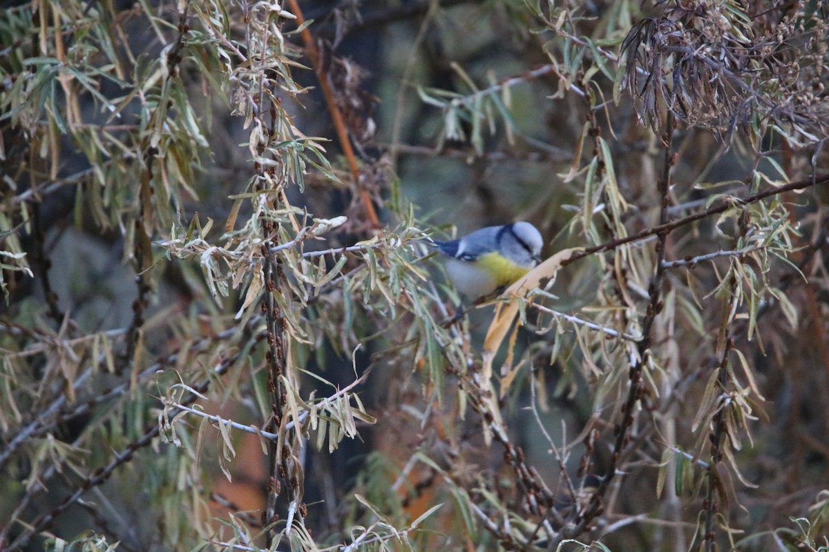 Azure Tit - Brennen Beyer