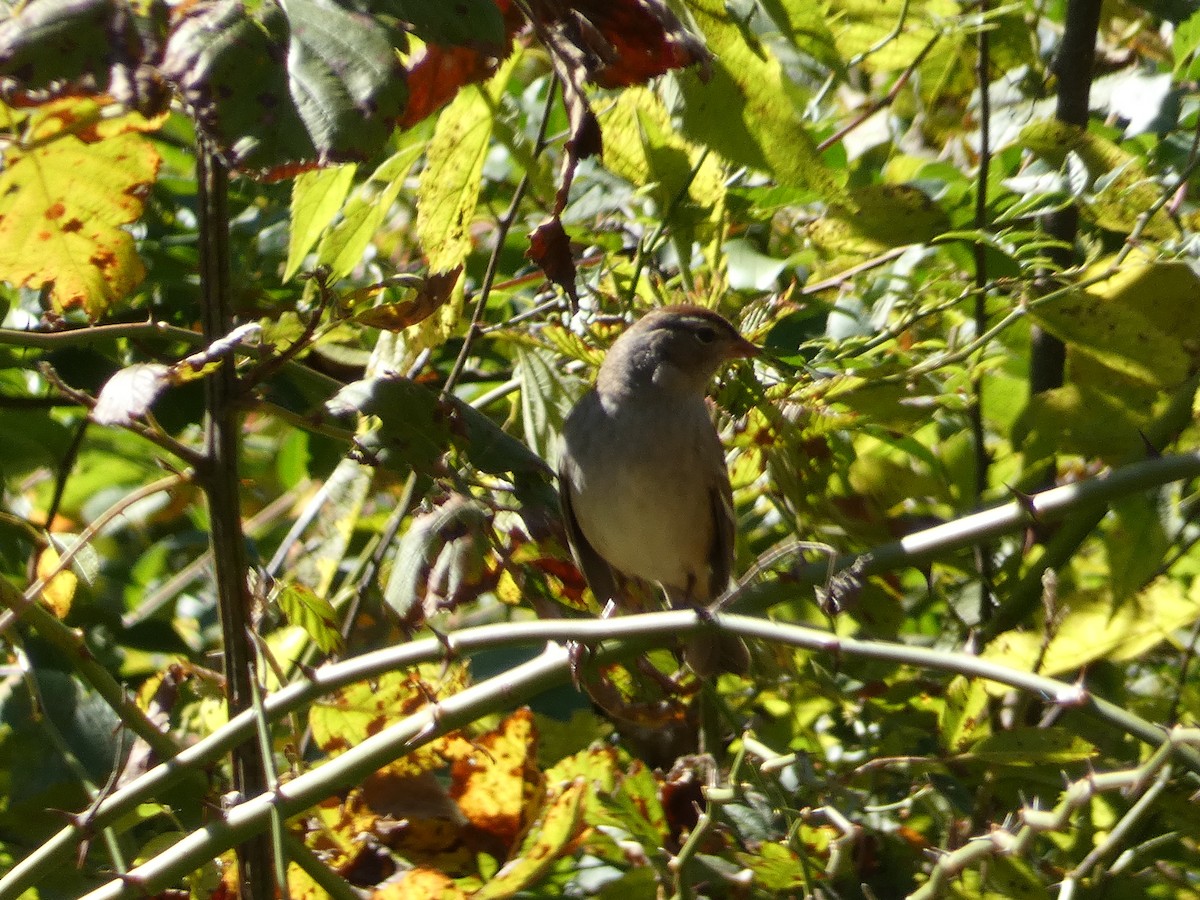 White-crowned Sparrow - Matthew Matlock