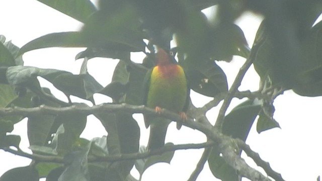 Scarlet-breasted Fruiteater - ML610305502