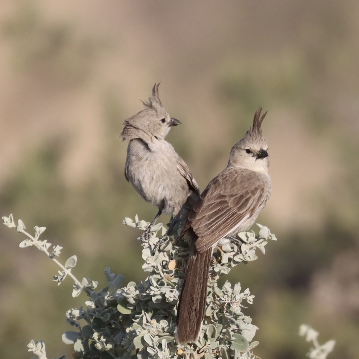 Chirruping Wedgebill - ML610305524