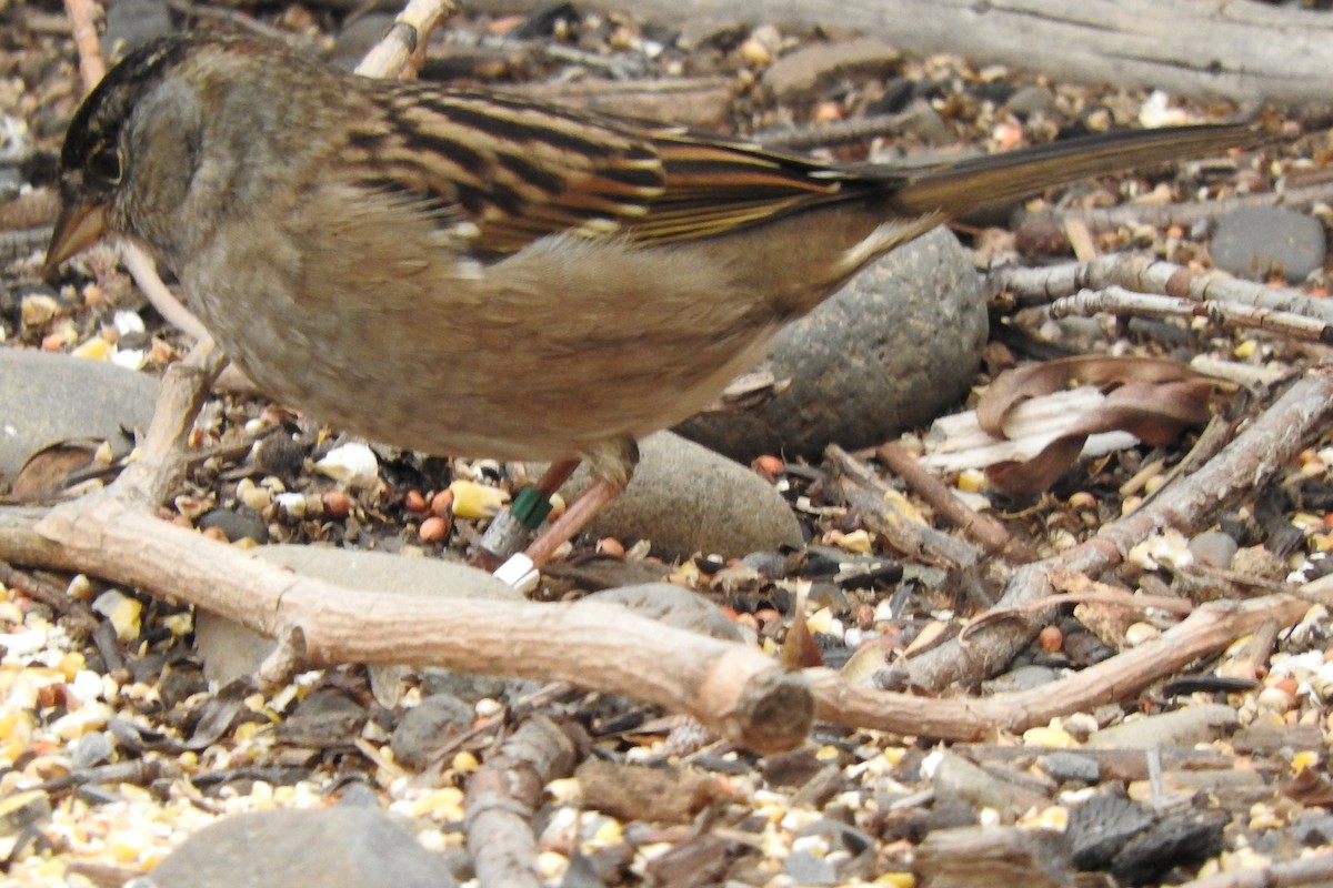 Golden-crowned Sparrow - ML610305528