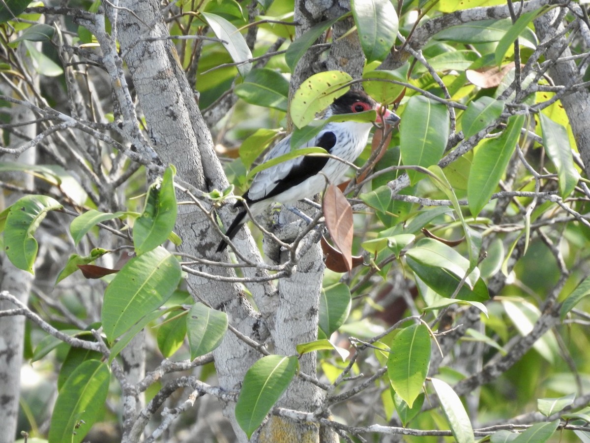 Black-tailed Tityra (Western) - ML610305540