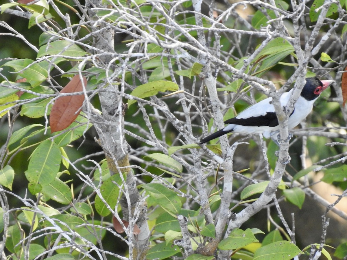 Black-tailed Tityra (Western) - ML610305546