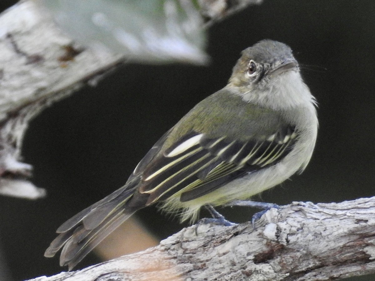 Yellow-margined Flatbill (examinatus) - Nick Odio